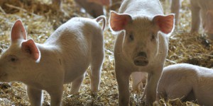 La paille, alternative pour réduire les impacts environnementaux de l'élevage porcin 