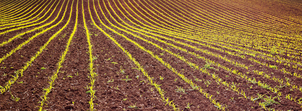 Culture des OGM : un accord européen qui ne fait pas l'unanimité
