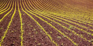 Culture des OGM : un accord européen qui ne fait pas l'unanimité