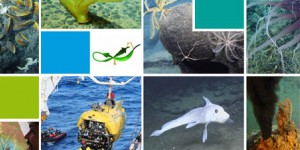 Ressources minérales marines profondes : leur exploitation détruirait irrémédiablement les habitats