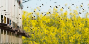 Insecticides et variétés tolérantes aux herbicides : les précisions de Stéphane Le Foll 