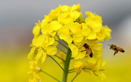 Lire notre dossier d'actu 'Les abeilles en déclin'