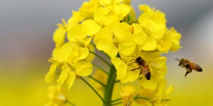 Lire notre dossier d'actu 'Les abeilles en déclin'