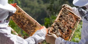 Production apicole française : la saison 2014 en berne