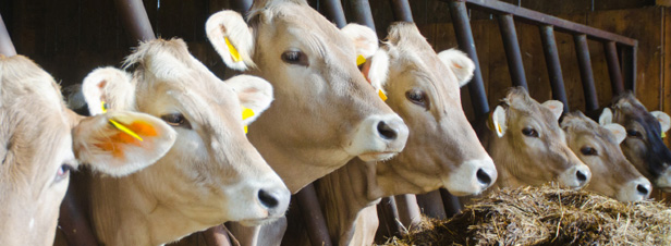 Ferme des '1000 vaches' : l'exploitation commence et des négociations s'ouvrent