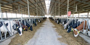 Lire notre dossier d'actu 'Le projet controversé de la ferme des 1000 vaches et son méthaniseur '