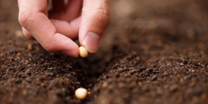 Loi d'avenir agricole : un pas 'important' pour les semences paysannes 