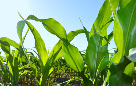 Lire notre dossier d'actu 'L'évaluation des risques des OGM (et des phyto) pose question'