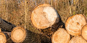 Les exportations de bois français vers la Chine avivent les tensions