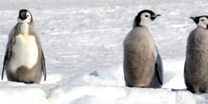 Un tiers des espèces en danger dans les Terres australes et antarctiques
