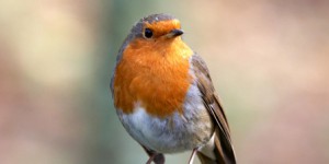 Biodiversité : l'avenir incertain des directives Oiseaux et Habitats