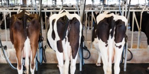 Ferme des '1.000 vaches' : l'exploitant pris en faute