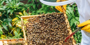 Le plan apicole durable est reconduit jusqu'à 2017