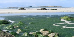 Plan de lutte contre les algues vertes en Bretagne : un bilan mitigé