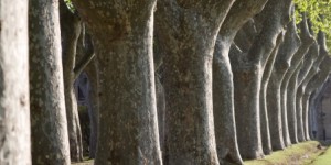 Loi biodiversité : les sénateurs renforcent la protection des alignements d'arbres 