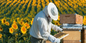 Stéphane Le Foll recentre le plan apiculture durable 