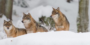 Pourquoi il est possible de tuer des loups alors qu'il s'agit d'une espèce protégée