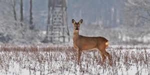 Agence française pour la biodiversité : pourquoi les chasseurs font bande à part