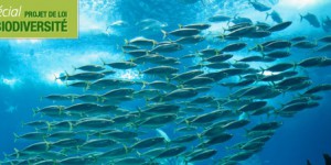 Loi biodiversité : les préfets encadreront les zones de conservation halieutique 