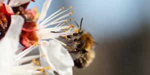 Pollinisateurs : le Giec de la biodiversité tire la sonnette d'alarme
