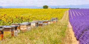 Agro-écologie: les chantiers prioritaires de Stéphane Le Foll pour 2016