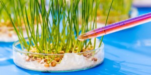 Nouveaux OGM : trois ONG dénoncent le lobbying des Etats-Unis pour faire plier la Commission européenne