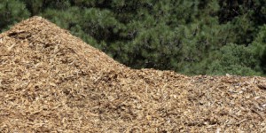 Le Gouvernement lance l'élaboration de la stratégie nationale de mobilisation de la biomasse