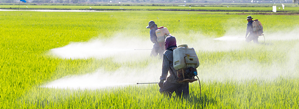 Pesticides : le manque de données alerte l'Anses