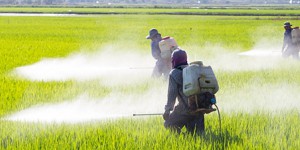 Pesticides : le manque de données alerte l'Anses