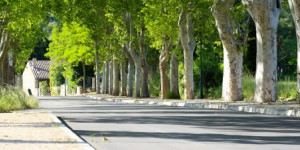 La loi biodiversité consacre la protection des allées d'arbres au bord des routes