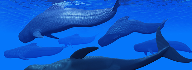 La Commission baleinière internationale échoue à sanctuariser l'Atlantique Sud