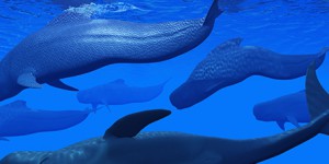 La Commission baleinière internationale échoue à sanctuariser l'Atlantique Sud