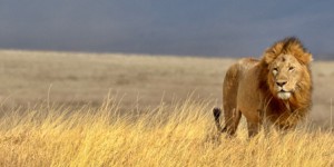 La communauté internationale échoue à renforcer la protection de éléphants et des lions d'Afrique