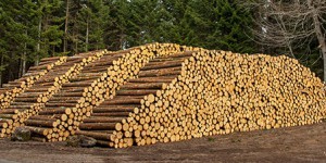 La filière du chauffage au bois pourrait profiter des tensions sur le réseau électrique 