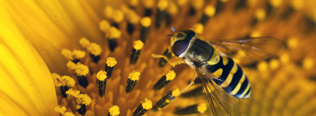 La production végétale française dépendant de l'action des pollinisateurs atteindrait 5 milliards
