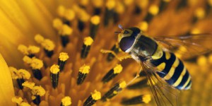 La production végétale française dépendant de l'action des pollinisateurs atteindrait 5 milliards