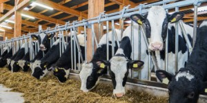 Le Gouvernement allège à nouveau la réglementation applicable aux élevages