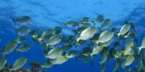 Méditerranée : un nouvel état des lieux dresse un constat alarmant sur l'écosystème marin