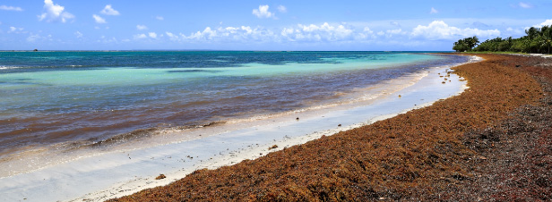 Algues sargasses : l'Anses alerte sur le risque de contamination aux métaux lourds
