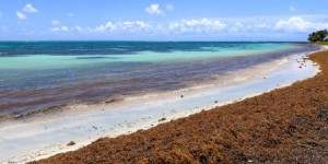 Algues sargasses : l'Anses alerte sur le risque de contamination aux métaux lourds