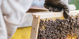 Plan apicole durable : le développement de formations dédiées s'accélère