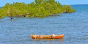 Les mangroves de Mayotte en 'danger critique' selon l'UICN