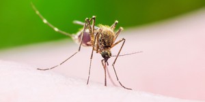 Le Haut Conseil des biotechnologies n'exclut pas le recours à des moustiques génétiquement modifiés