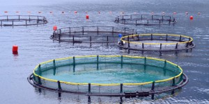 La relance de l'aquaculture française passera par la reconquête des écosystèmes aquatiques