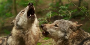Quarante loups pourront être abattus pour la période 2017-2018