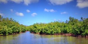 Les mangroves françaises sont désormais cartographiées