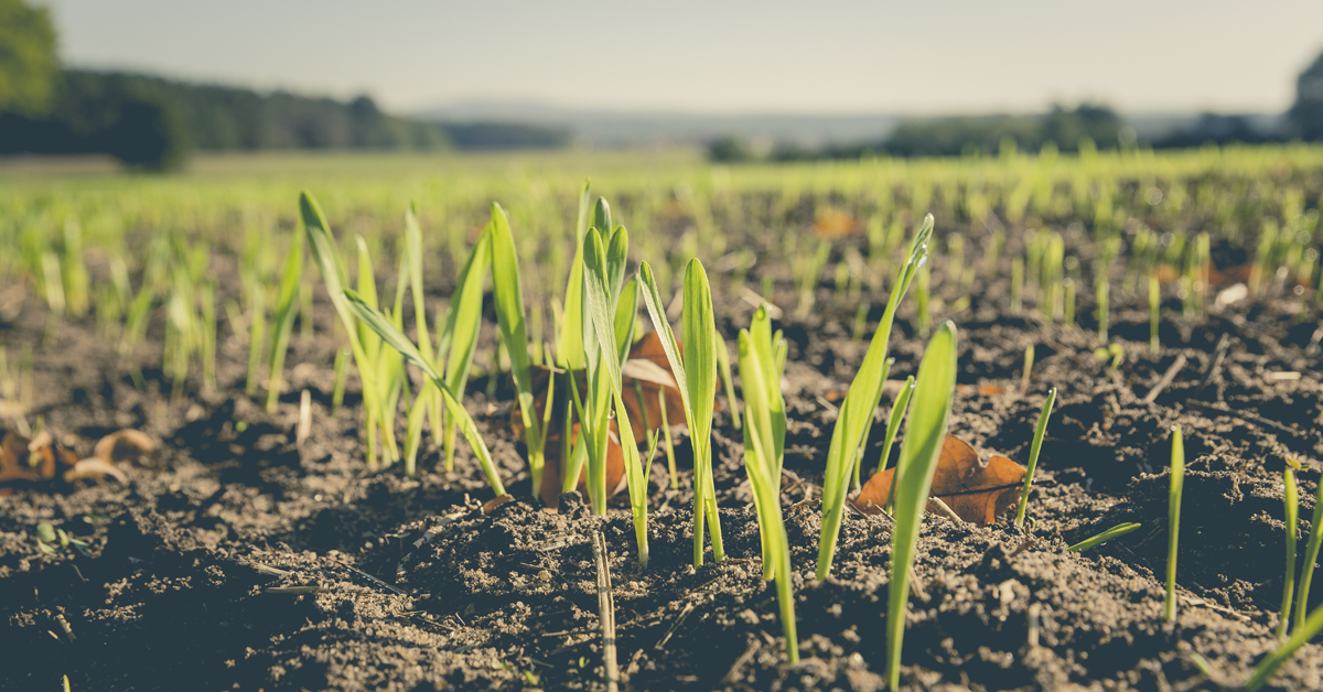 Etats généraux de l'alimentation : la dernière chance pour le maintien de l'agriculture biologique ? 