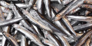 Mer Baltique : interdiction de la pêche de l'anguille et des quotas en hausse pour 2018