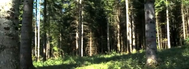 [VIDEO] Climat : les forêts françaises suffoquent