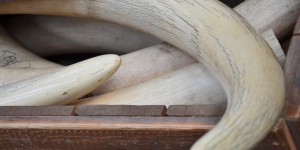 L'ivoire illégal provient majoritairement d'Afrique centrale